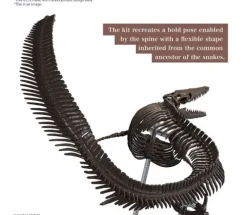 Mosasaurus 1/32 Imaginary Skeleton