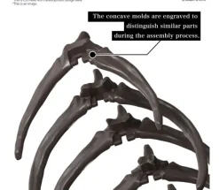 Mosasaurus 1/32 Imaginary Skeleton